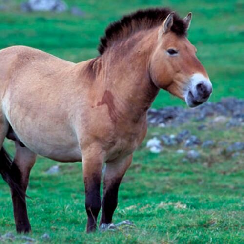На воле родился первый жеребенок лошади Пржевальского