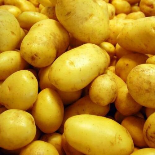 Картофелеводы Казахстана идут штурмом на узбекский и российский рынки